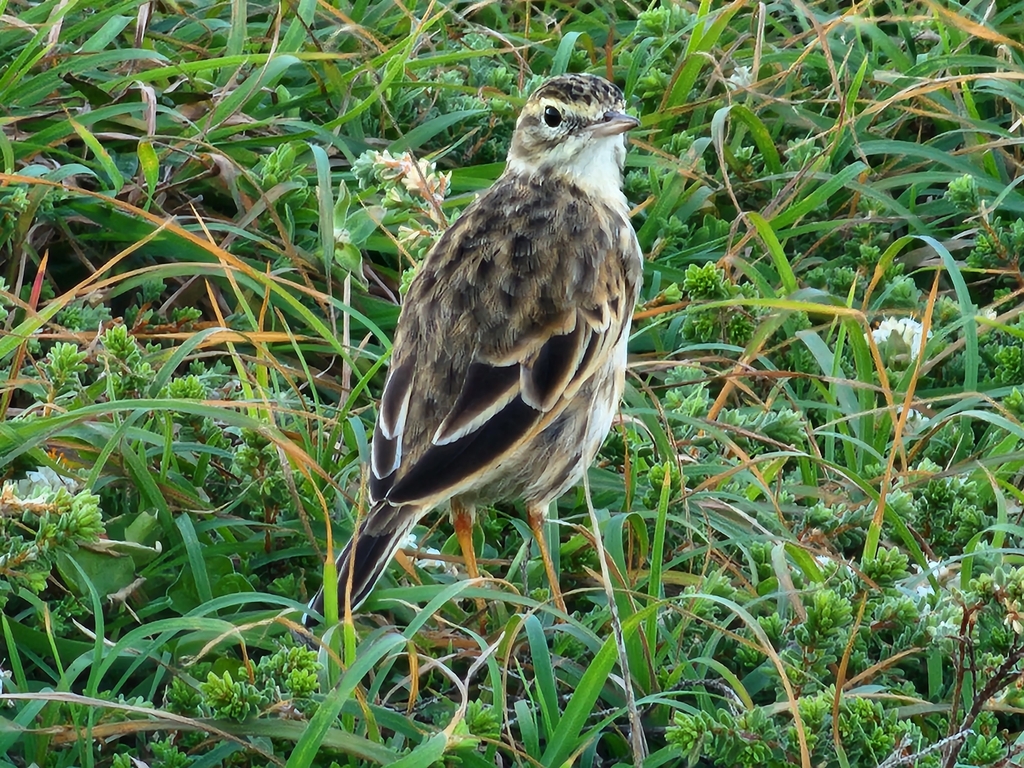 Australian Pipit from Crescent Head NSW 2440, Australia on April 14 ...