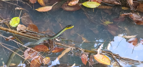 Common Tree Snake sighting