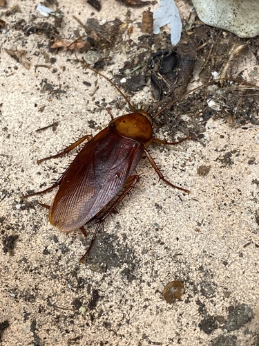 Brown Cockroach