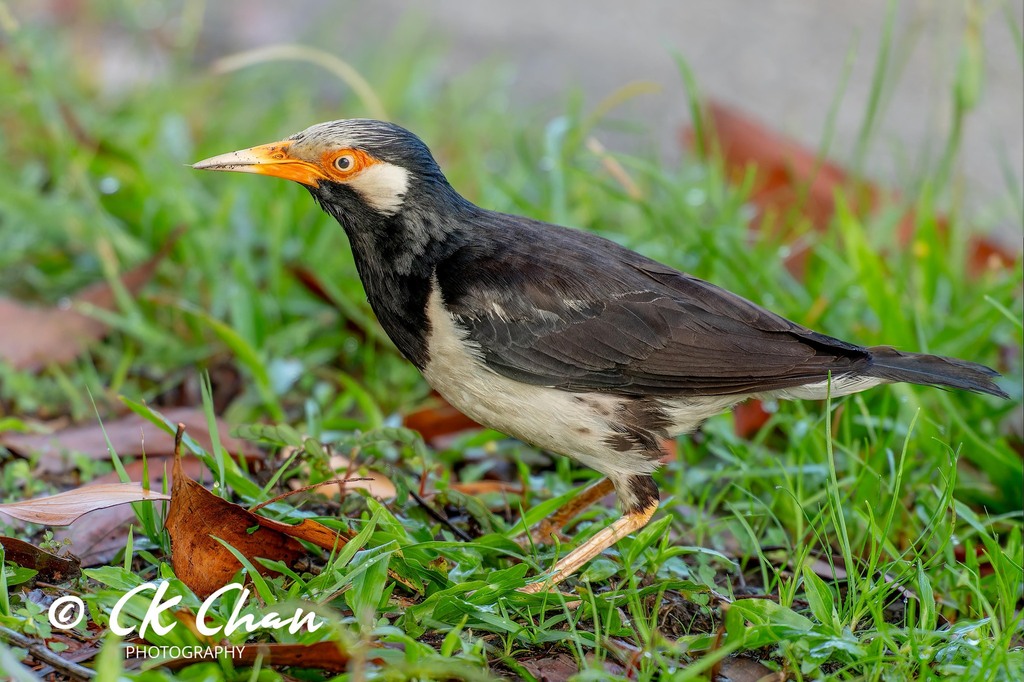 Siamese Pied Starling (Gracupica floweri) photo