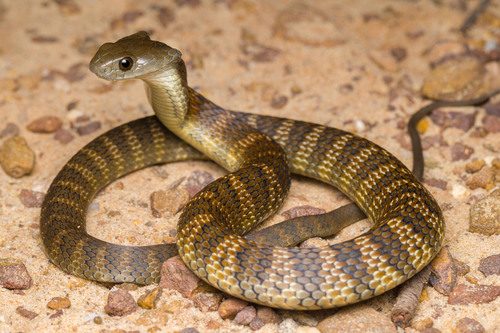 Tiger Snake sighting