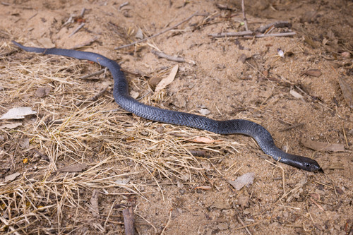Blue-bellied Black Snake sighting
