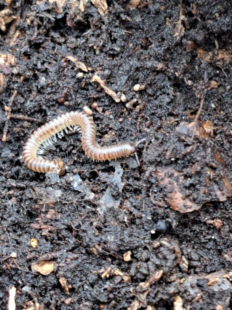 Blunt-tailed Snake Millipede from Lexington, MA 02421, USA on April 14 ...