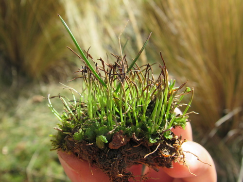 Anthoceros tristanianus
