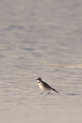 iNaturalist observation 2024-04-09