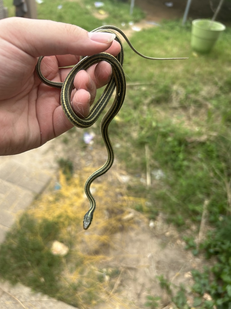 Western Ribbon Snake from Julius St, Lake Charles, LA, US on April 16 ...