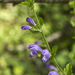 Gulf Skullcap - Photo (c) Layla, all rights reserved, uploaded by Layla