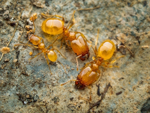 泰氏大头蚁Pheidole tysoni