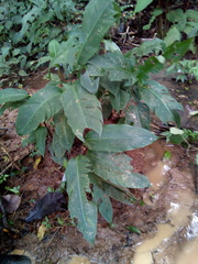 Heliconia latispatha image