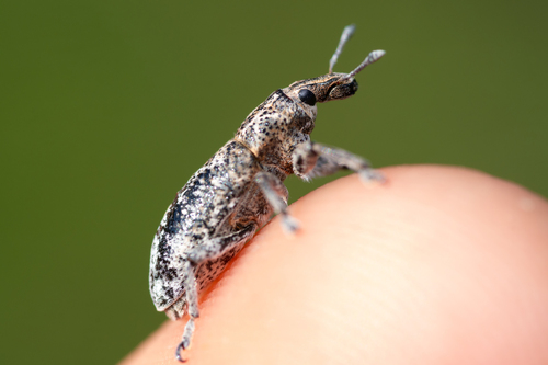 Pipe (Curculionidae)