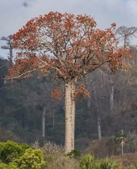 Cavanillesia platanifolia image