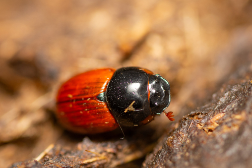 lajniačik obyčajný (Aphodius fimetarius)