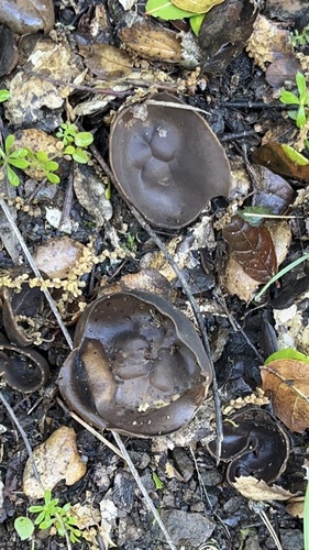 iNaturalist observation photo of Pezizales
