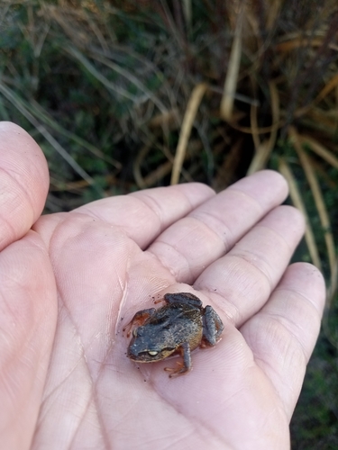 Pristimantis boconoensis