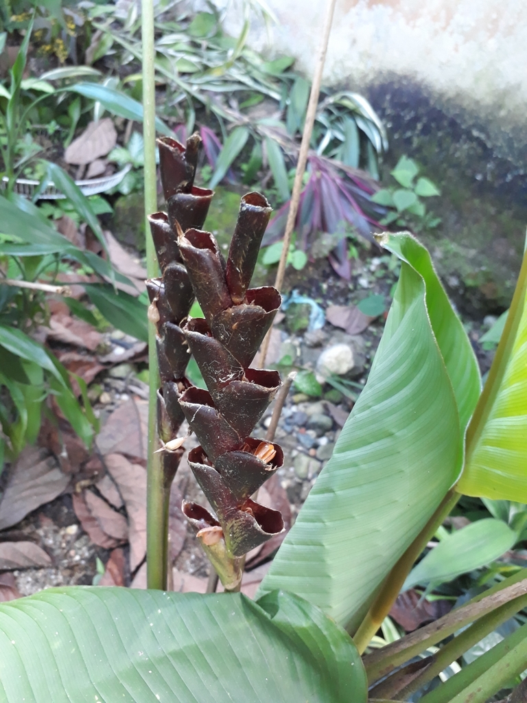 Prayer plant