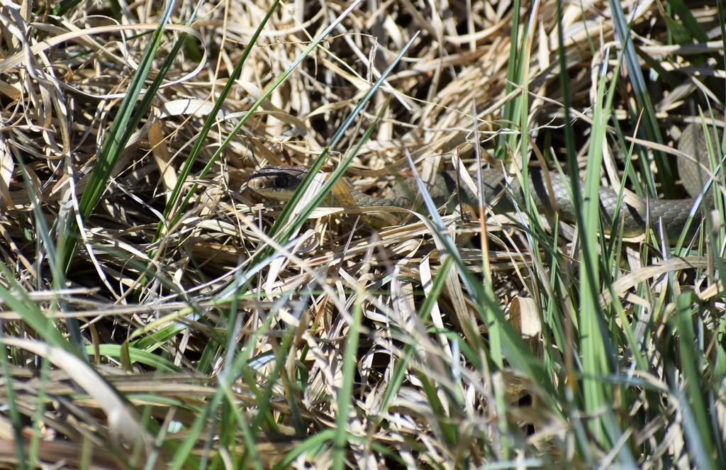 Western Yellow-bellied Racer from West University, Reno, NV, USA on ...