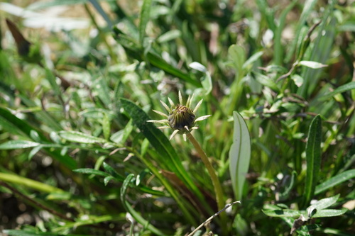 Garden Treasure Flower