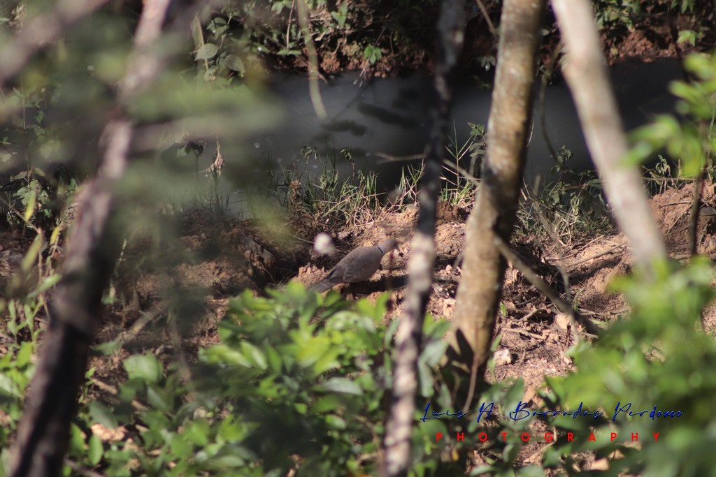 Eurasian CollaredDove from Reserva Territorial, Col. Santa Bárbara