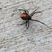 Redback Spider - Photo (c) David Mullens, all rights reserved, uploaded by David Mullens