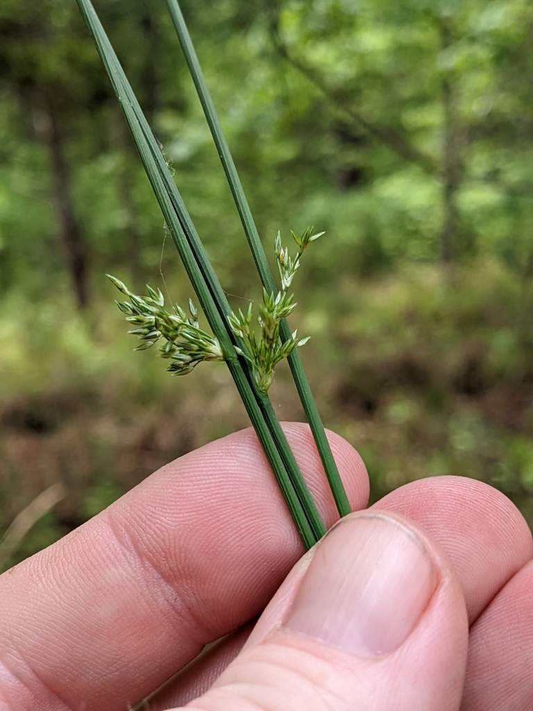 Common Rush in April 2024 by Eric Ungberg · iNaturalist