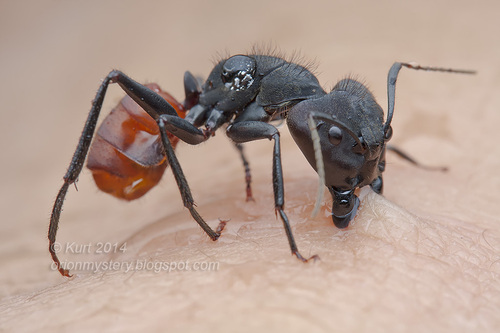 勤勉弓背蚁Camponotus sedulus