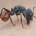 Camponotus sedulus - Photo (c) Kurt Orion G, kaikki oikeudet pidätetään, lähettänyt Kurt Orion G