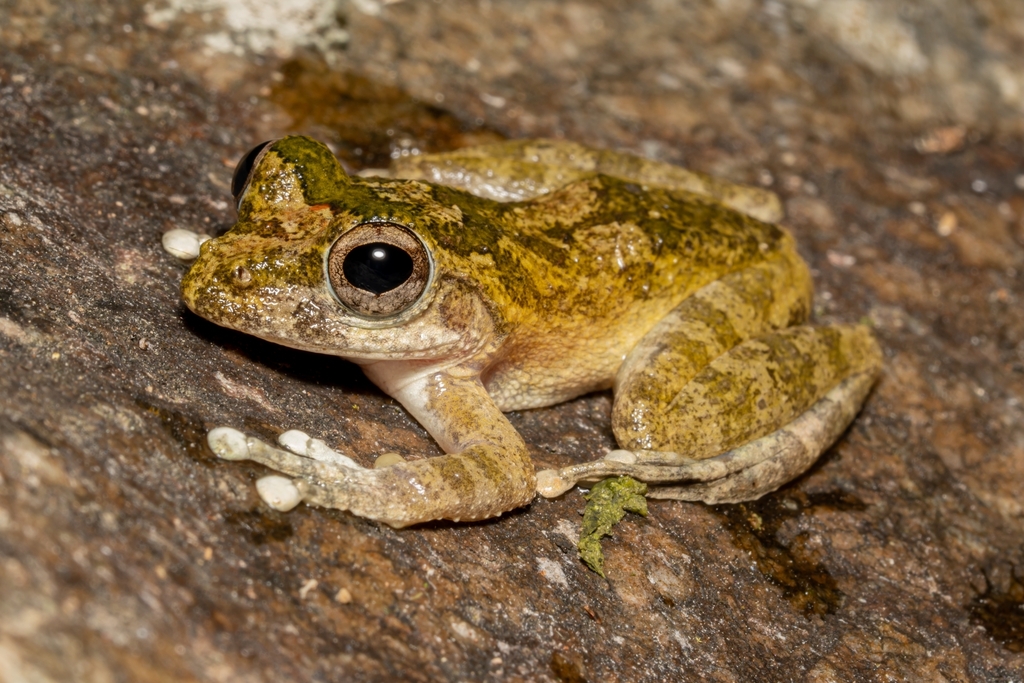 Hainan Stream Tree Frog (Buergeria oxycephala)