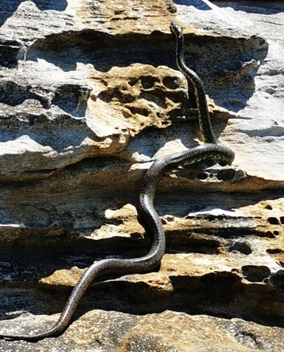 Diamond Python sighting