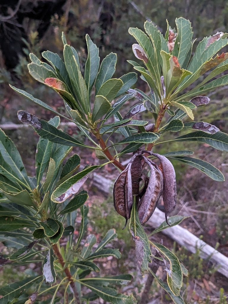 Waratah from Blue Mountains, NSW, Australia on April 17, 2024 at 05:44 ...