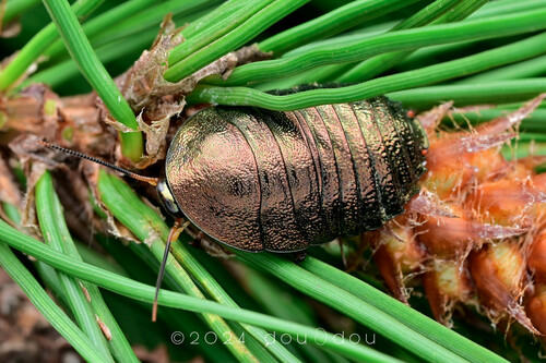 Metallic Cockroach Metallic Emerald Cockroach (Pseudoglomeris magnifica) · iNaturalist