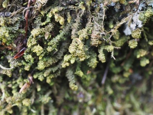 Porella ulophylla
