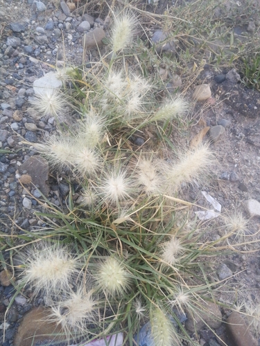 Cenchrus chilensis