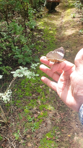 Silver-studded Leafwing