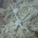 Ophionotus hexactis - Photo (c) Pat Webster @underwaterpat, todos los derechos reservados, subido por Pat Webster @underwaterpat