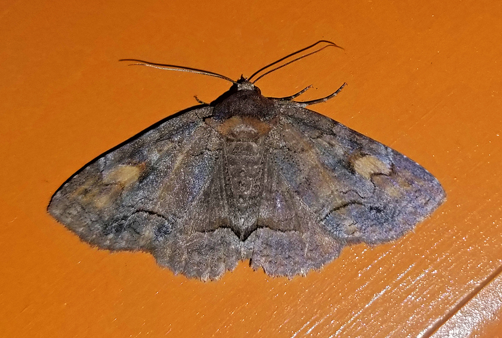 Grey Spring Gray Spring Zale Moth from Fentress County, TN, USA on April 16, 2024 ...