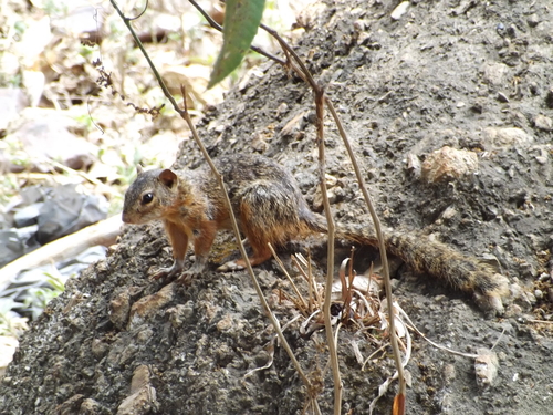 Ring-tailed Ground Squirrel