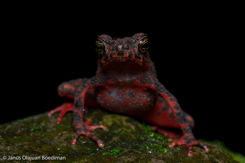 Bleeding Toad in January 2024 by Janus Olajuan Boediman · iNaturalist