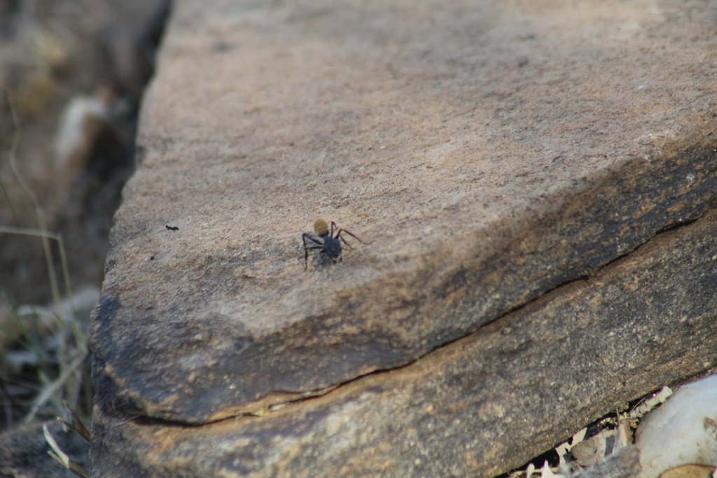 Karoo Balbyter Ant from Avis, Windhoek, Namibia on November 24, 2022 at ...