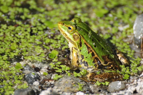 Edible Frog
