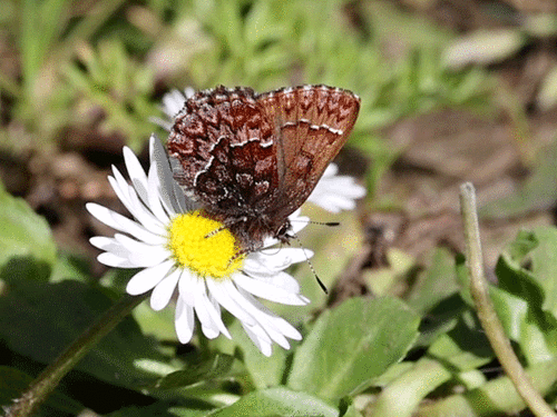 Western Pine Elfin