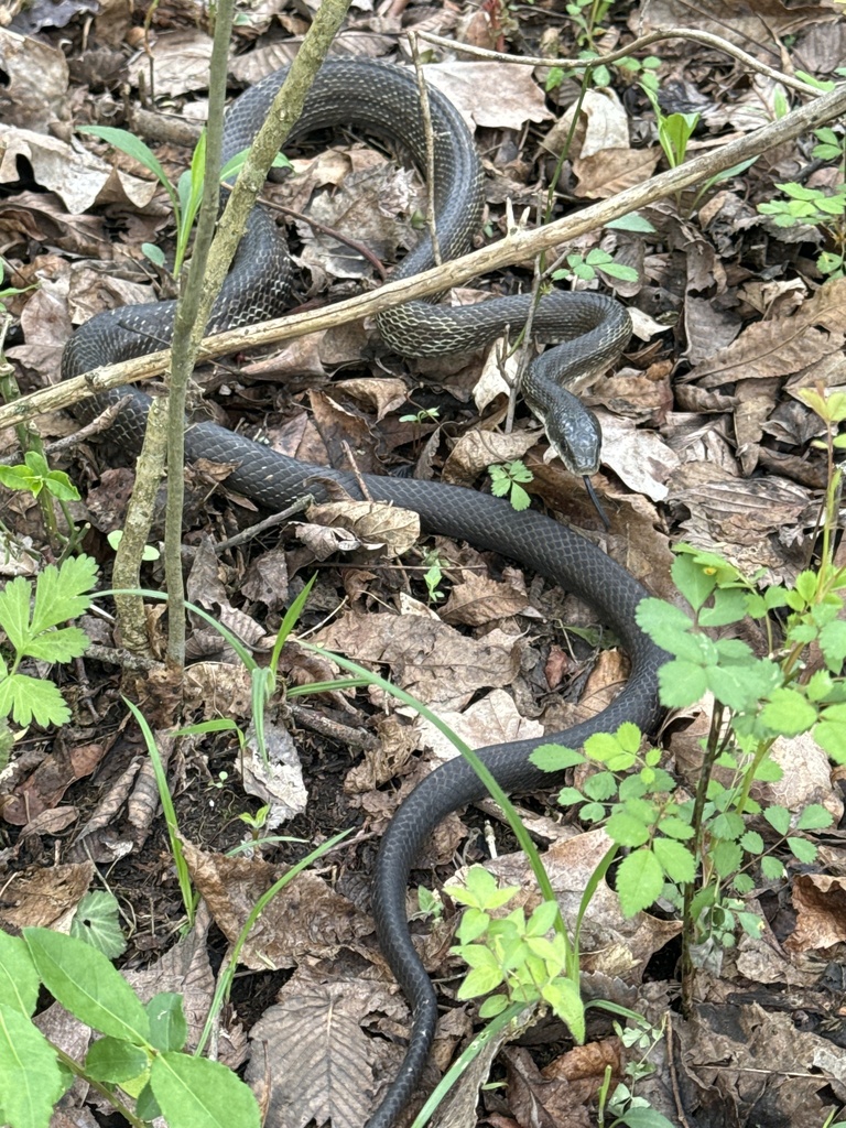 Gray Ratsnake from Oxford, OH, US on April 17, 2024 at 01:41 PM by ...