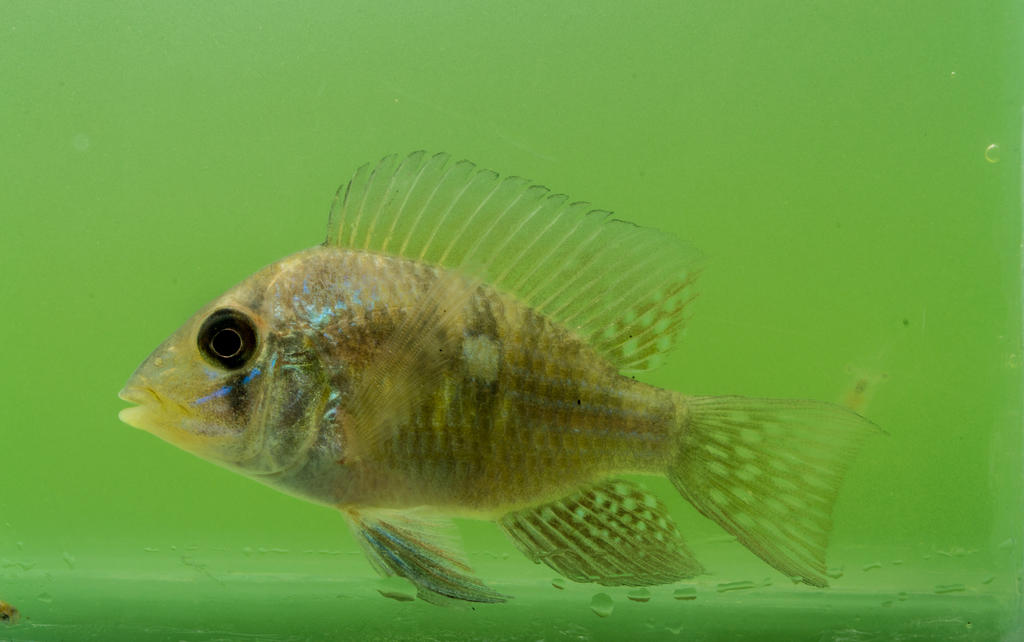 MZUSP 28461 Ho!otype of Gymnogeophagus meridionalis sp. n., SL = 80.3 mm.