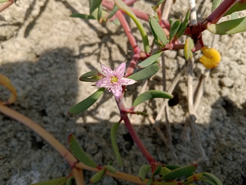 sea purslane (Sesuvium portulacastrum)
