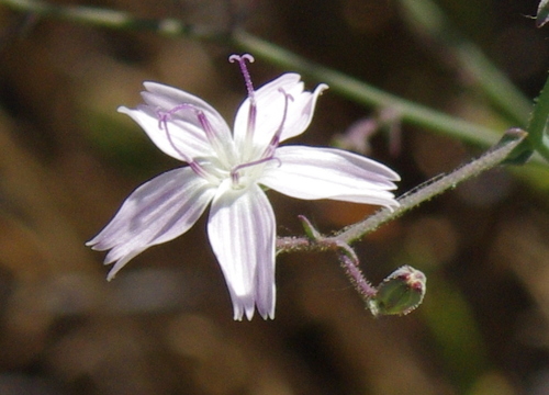 Stephanomeria exigua ssp. deanei