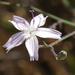 Stephanomeria exigua deanei - Photo (c) Michele Roman, todos os direitos reservados, uploaded by Michele Roman