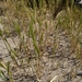 Dwarf Barley - Photo (c) Lech Naumovich, all rights reserved, uploaded by Lech Naumovich