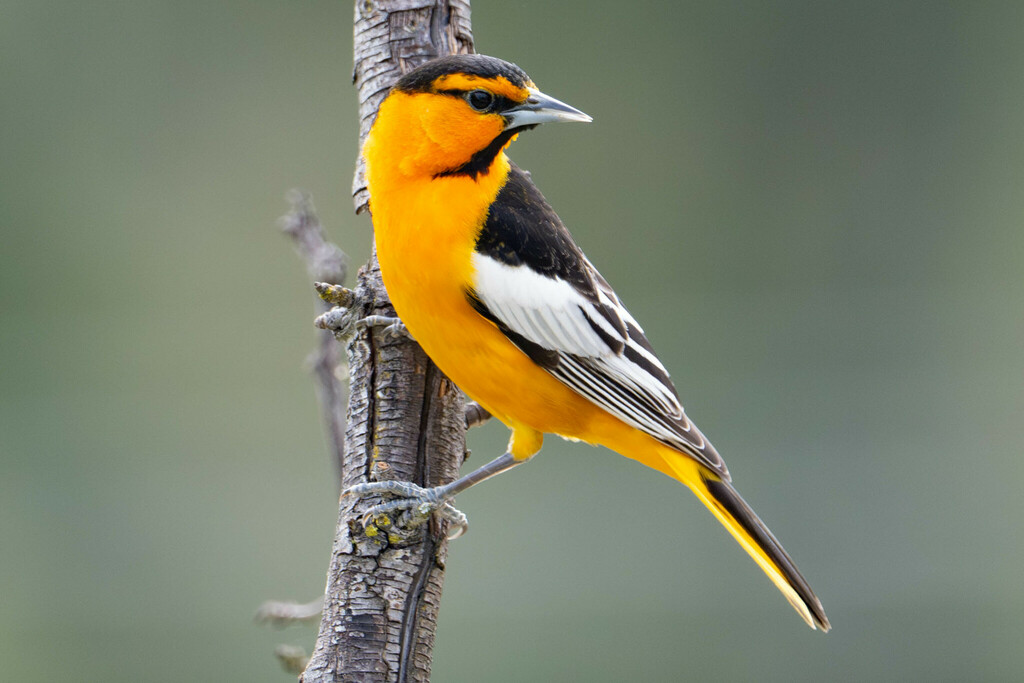 Bullock's Oriole photo