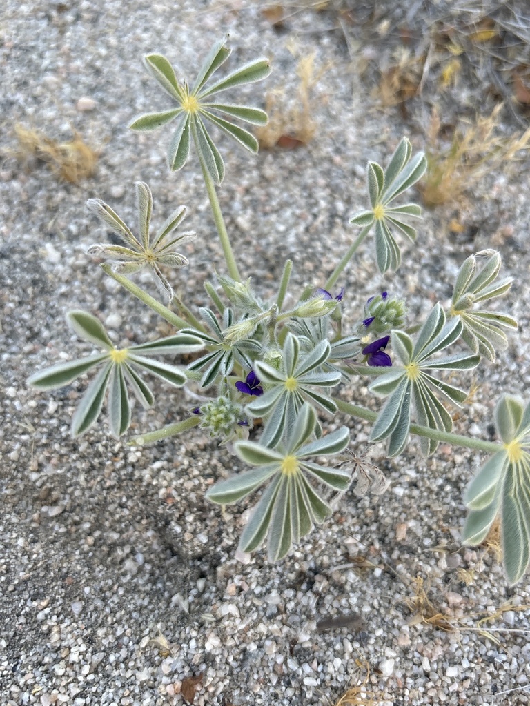 Purple Desert Lupine from Corkill Rd, Desert Hot Springs, CA, US on ...