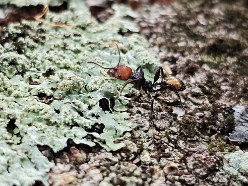 Podomyrma abdominalis
