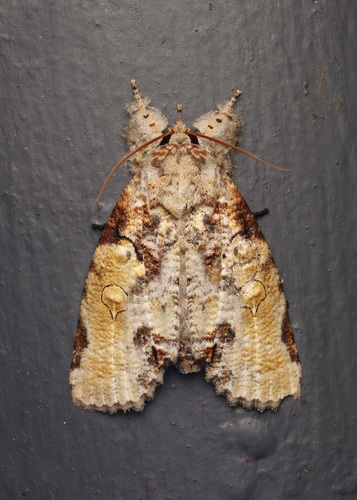 Gadirtha impingens Walker, 1858